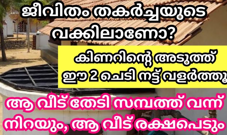 ആ വീട് രക്ഷപെടും കിണറിന്റെ അടുത്ത്‌ ഈ 2 ചെടി നട്ട് വളർത്തിയാൽ