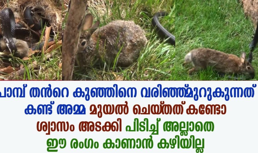 അമ്മ മുയൽ പാമ്പ് തൻറെ കുഞ്ഞിനെ വരിഞ്ഞ്‌ മുറുകുന്നത് കണ്ടപ്പോൾ ചെയ്‌തത്‌ കണ്ടോ !!!