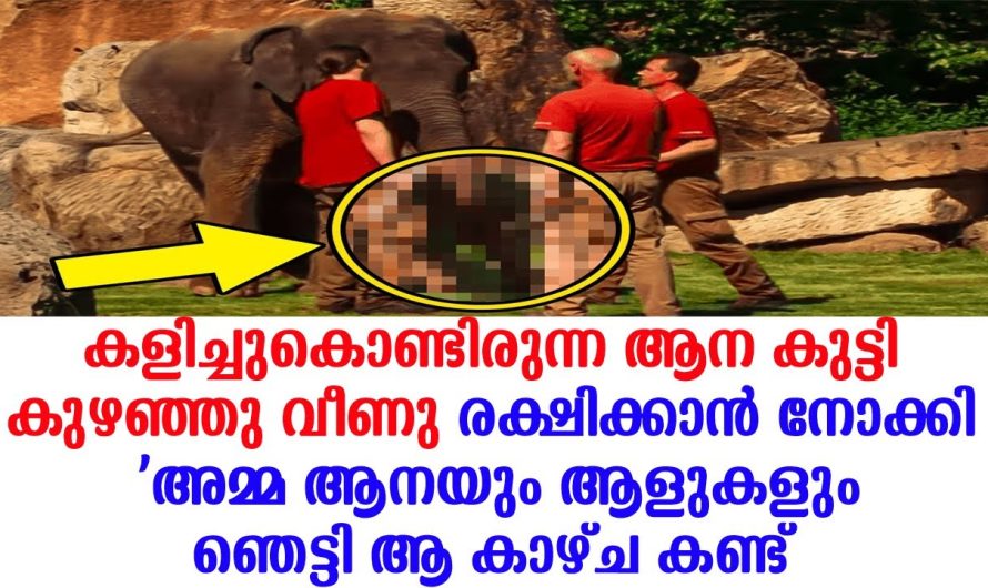 കുഴഞ്ഞുവീണു കളിച്ചുകൊണ്ടിരുന്ന ആന കുട്ടി ‘അമ്മ ആനയും ആളുകളും രക്ഷിക്കാൻ നോക്കി പക്ഷെ ഞെട്ടി, ആ കാഴ്ച കണ്ട്