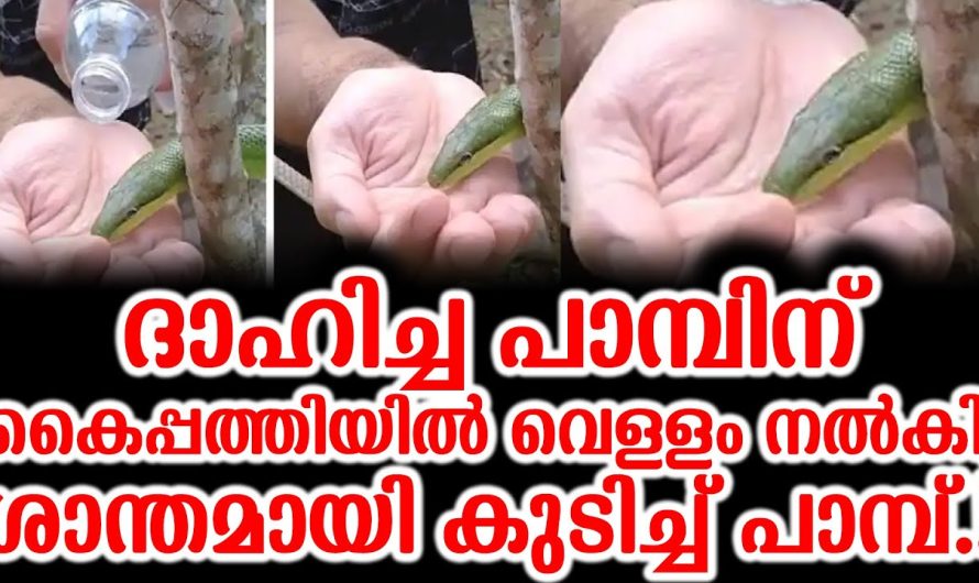 വെള്ളം കൈപ്പത്തിയിൽ ദാഹിച്ച പാമ്പിന്, ശാന്തമായി കുടിച്ച് പാമ്പ്