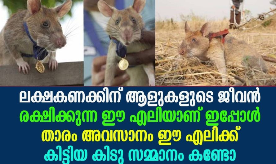 ഈ എലിയാണ് ലക്ഷകണക്കിന് ആളുകളുടെ ജീവൻ രക്ഷിച്ചത്, ഇപ്പോൾ ഇവൻ ആണ് താരം!!!
