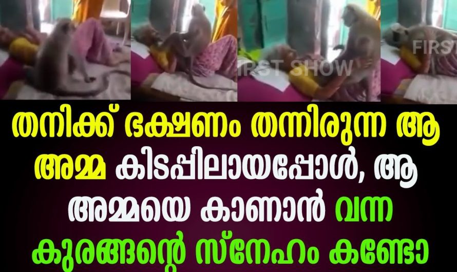ഭക്ഷണം തന്നിരുന്ന ആ അമ്മ അസുഖത്തിൽ ആണ്‌ എന്ന് അറിഞ്ഞപ്പോൾ, കുരങ്ങന്റെ സ്നേഹം കണ്ടോ !!!