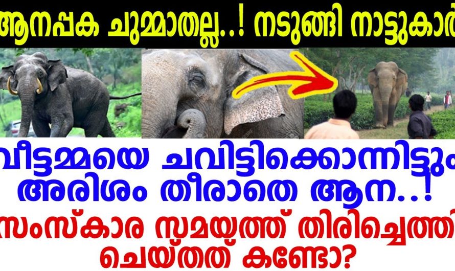 മണിക്കൂറുകള്‍ക്കം തിരിച്ചെത്തി ആന സം.സ്‌കാ.രസമയത്ത് ചെയ്തത്.. കൊ.ന്നി.ട്ടും പക തീരാതെ