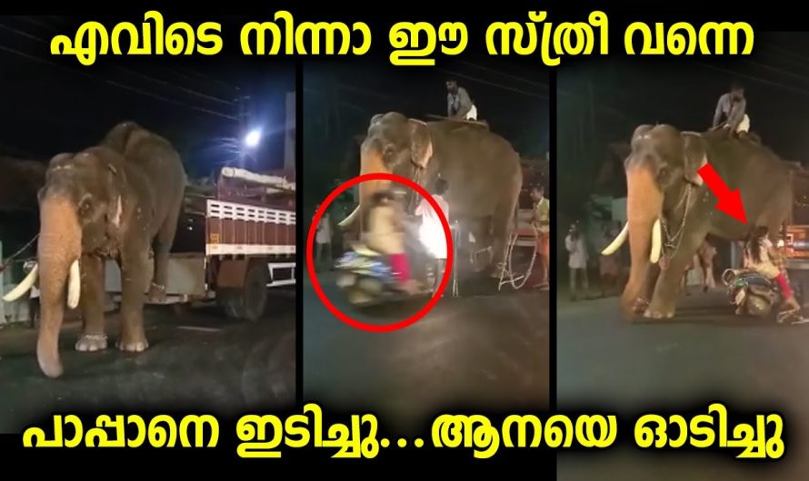 ആന റോഡിലിറങ്ങി നിൽക്കുമ്പോൾ അപ്രതീക്ഷിതമായി സംഭവിച്ചത്…
