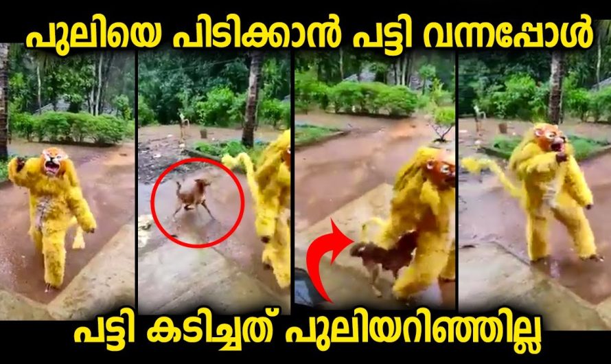 പുലിയെ പിടിക്കാൻ വന്ന നായ.. ഇത് ഒന്നും അറിയാതെ പുലി  കളി തുടർന്നു