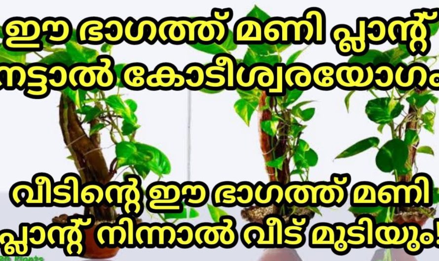മണി പ്ലാൻ്റ്  വളർത്തിയാൽ കോടീശ്വരയോഗം, എന്നാൽ ഈ ഭാഗത്ത് വളർത്തിയാൽ വീട് മുടിയാൻ വരെ കാരണം ആക്കാം!