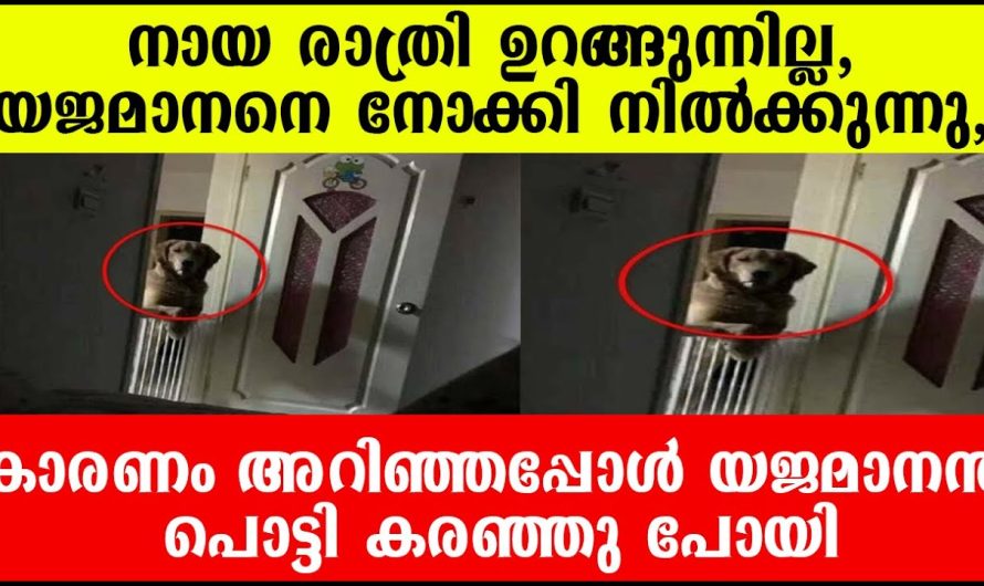 യജമാനനെ നോക്കി നിൽക്കുന്നു, നായ രാത്രി ഉറങ്ങുന്നില്ല, കാര്യം അറിഞ്ഞപ്പോൾ പൊട്ടി കരഞ്ഞു പോയി  യജമാനൻ