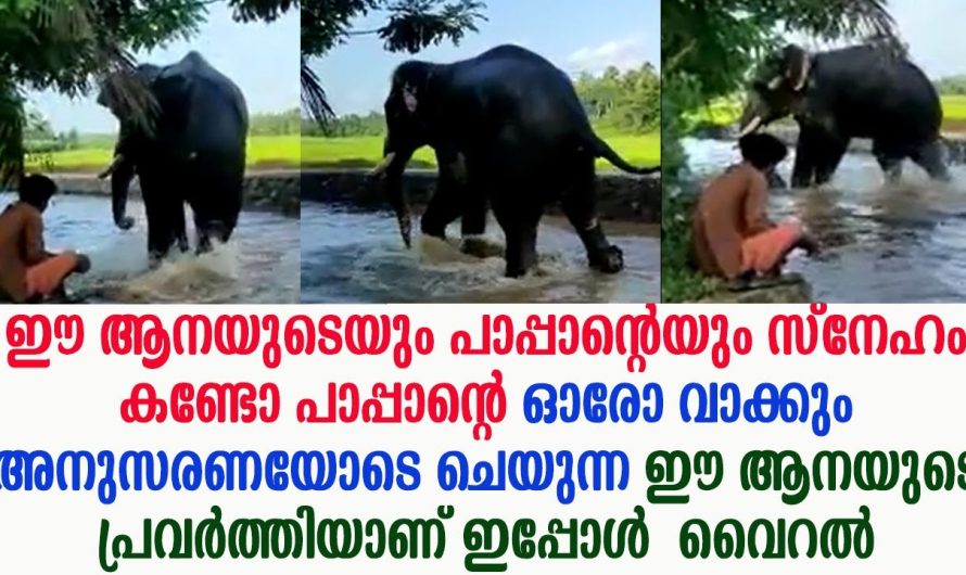 സ്നേഹം കണ്ടോ ഈ ആനയുടെയും പാപ്പാന്റെയും, ഇപ്പോൾ ഈ ആനയുടെ പ്രവർത്തിയാണ് വൈറൽ !!!