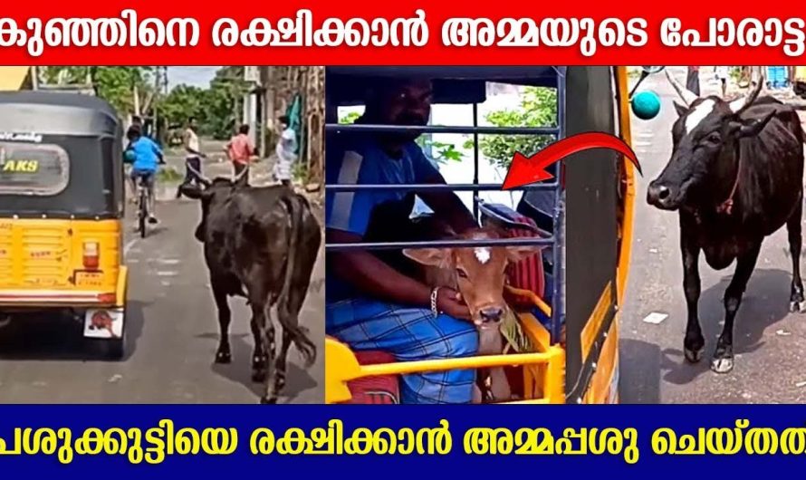 ആ അമ്മപ്പശു ചെയ്തത് കണ്ടോ തന്റെ കുഞ്ഞിനെ രക്ഷിക്കാൻ ആയി?