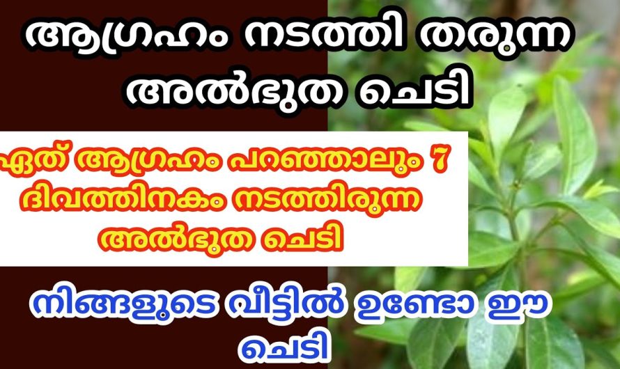 ആഗ്രഹം ഈ ചെടിയോട് ഇങ്ങനെ പറഞ്ഞാൽ, 7 ദിവസത്തിനകം ആഗ്രഹം നടന്നിരിക്കും.