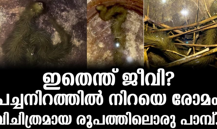 പച്ചനിറത്തിൽ നിറയെ രോ​മം, ഇതെന്ത് ജീവി?