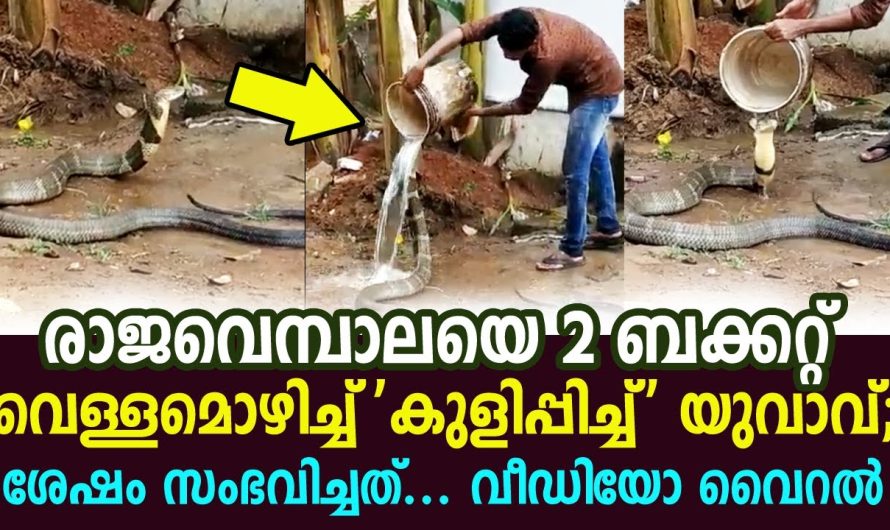 2 ബക്കറ്റ് വെള്ളം രാജവെമ്ബാലയെമൊഴിച്ച്‌ ‘കുളിപ്പിച്ച്‌’ യുവാവ്, വീഡിയോ വൻ വൈറല്‍