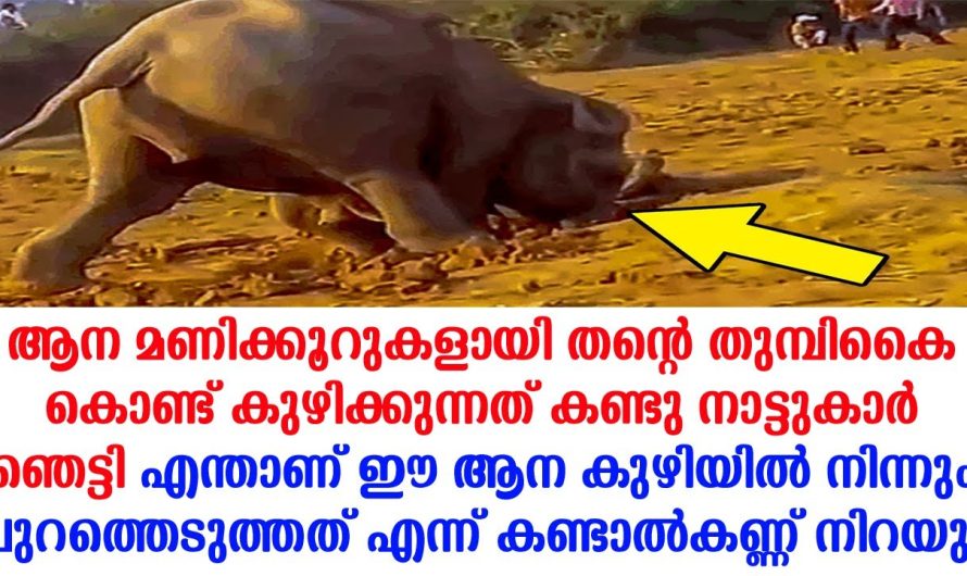 മണ്ണിനടിയിൽ നിന്നും ഈ ‘അമ്മ ആന കുഴിച്ചെടുത്തത് എന്താണ് എന്ന് കണ്ടോ?