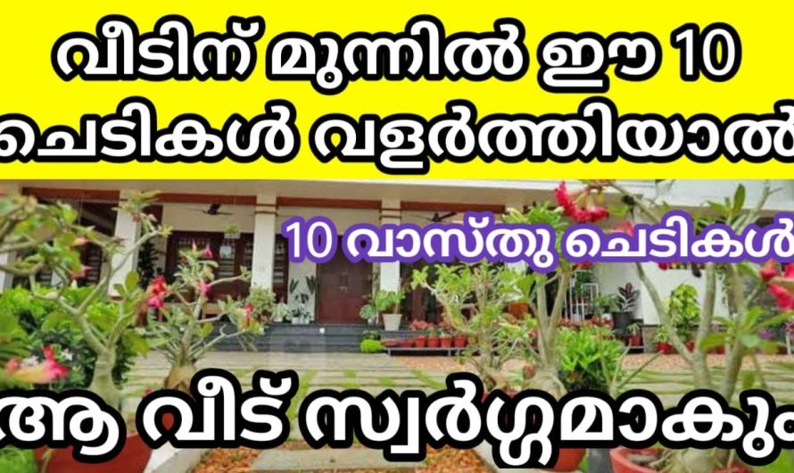 വീടിന്‌ മുന്നിൽ ഈ 10 ചെടികൾ വളർത്തിയാൽ! ആ വീട് സ്വർഗ്ഗമാകും