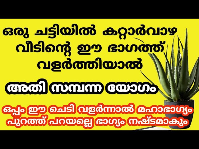 കറ്റാർവാഴയിൽ മറക്കാതെ ചെയ്യു, ദിവസങ്ങൾക്ക് ഉള്ളിൽ ദുരിതങ്ങൾ തീരും കടം ഒഴിയും