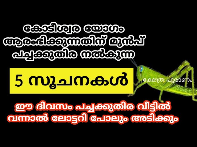 ലോട്ടറി ഭാഗ്യം വന്നു ചേരും, ഈ ദിവസം പച്ചക്കുതിര വീട്ടിൽ വന്നാൽ