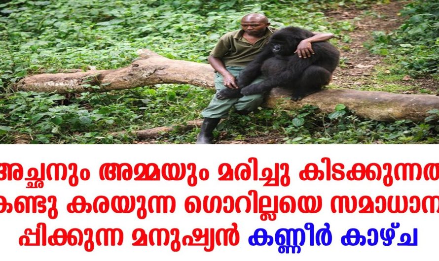 പൊട്ടിക്കരഞ്ഞുപോയി ഈ ചിത്രം പകർത്തിയ ഫോട്ടോഗ്രാഫർവരെ  വൈറൽചിത്രത്തിന്പിന്നിൽ സംഭവിച്ചത്