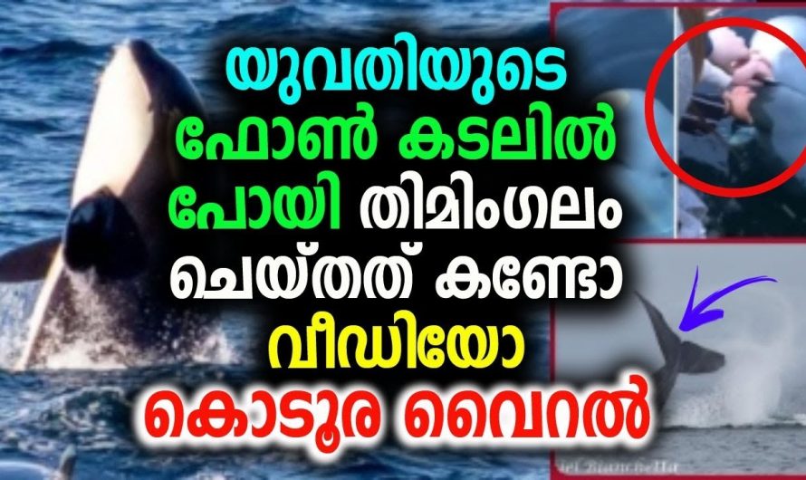 യുവതിയുടെ ഫോൺ കടലിൽ പോയി അപ്പോൾ  തിമിംഗലം ചെയ്തത് കണ്ടോ