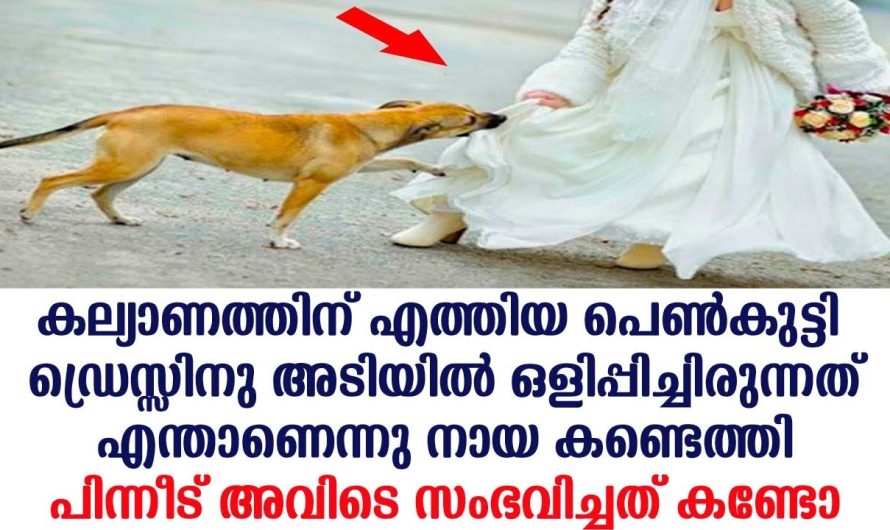നായ കല്യാണത്തിന് എത്തിയ പെൺകുട്ടി ഡ്രെസ്സിനു അടിയിൽ, ഒളിപ്പിച്ചിരുന്നത് എന്താണെന്നു കണ്ടോ