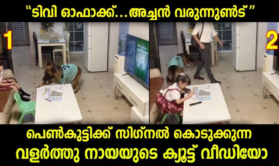 വളര്‍ത്തുനായ അച്ഛന്‍ വരുന്നുണ്ട് ടിവി ഓഫാക്ക്…പെൺകുട്ടിക്ക് സിഗ്നല്‍ – ക്യൂട്ട് വിഡിയോ