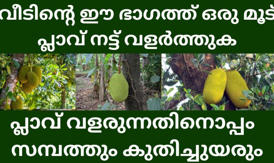 ഈ ദിശയിൽ പ്ലാവ് വളർത്തി നോക്കൂ,താനേ സമ്പത്തും ധനവും തേടി വരും