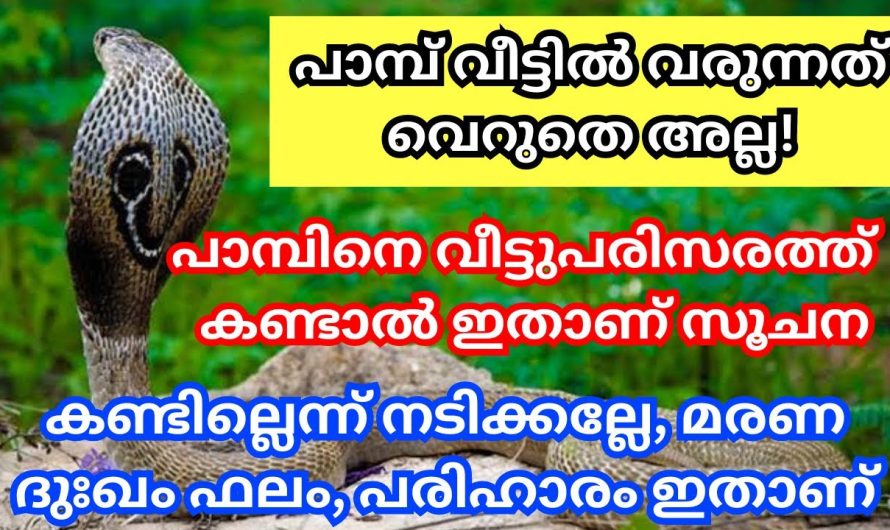 ഇതാണ്‌ സൂചന വീട്ടിലോ പരിസരത്തോ പാമ്പിനെ കണ്ടാൽ , ഇങ്ങനെ ചെയ്യു ഉടനെ ഇല്ലെങ്കിൽ!!!