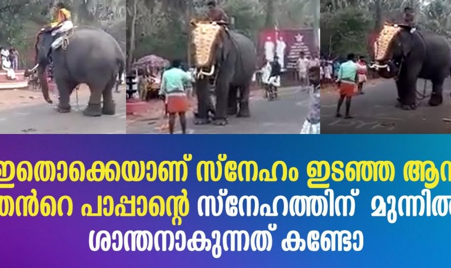 തൻറെ പാപ്പാന്റെ സ്നേഹത്തിന് മുന്നിൽ ഇടഞ്ഞ ആന ശാന്തനാകുന്നത് കണ്ടോ !!! ഇതൊക്കെയാണ് സ്നേഹം