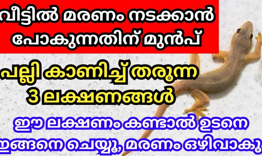 പല്ലി വീട്ടിൽ മരണം നടക്കാൻ പോകും മുൻപ് കാണിച്ച് തരുന്ന 3 സൂചനകൾ, ഇങ്ങനെ ഉടൻ ചെയ്യൂ