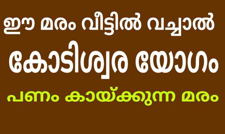 കോടീശ്വര യോഗം തെളിയും ഈ മരം ഈ സ്ഥാനത്ത് വെച്ചാൽ, ഈ മരം ഏതാണ് എന്ന് അറിയണോ?