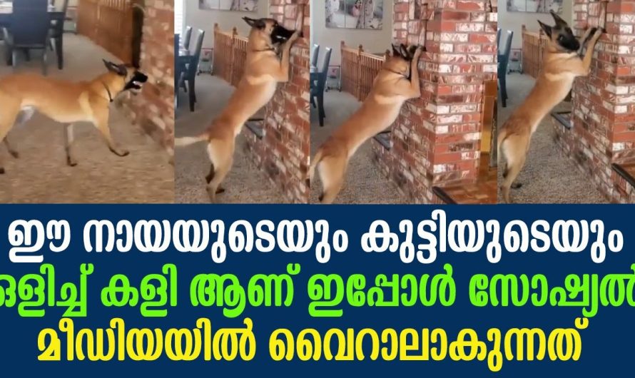 ഇപ്പോൾ സോഷ്യൽ മീഡിയയിൽ ഈ നായയുടെയും കുട്ടിയുടെയും ഒളിച്ച് കളി ആണ്, വൈറാലാകുന്നത് !!!!