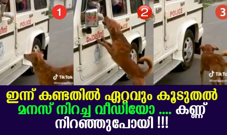 ഏറ്റവും കൂടുതൽ ഇന്ന് കണ്ടതിൽ വെച്ച് മനസ് നിറച്ച വീഡിയോ.. കണ്ടപ്പോൾ കണ്ണ് നിറഞ്ഞുപോയി