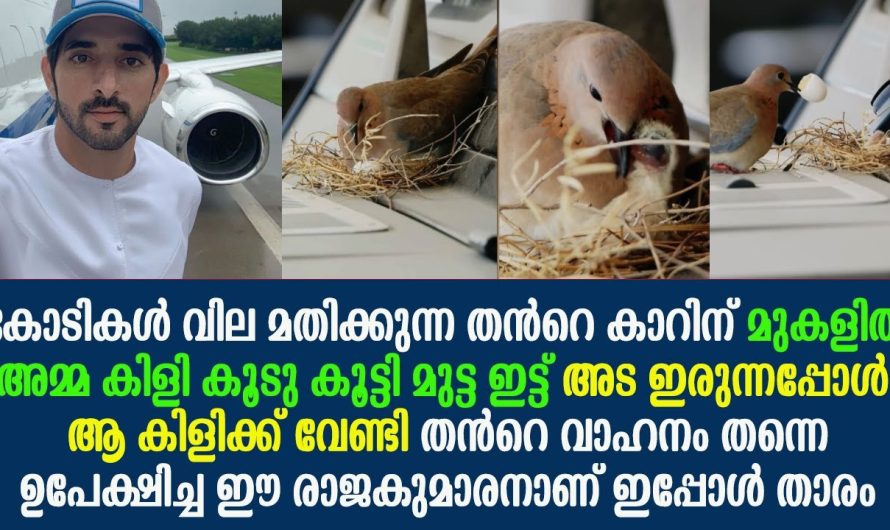 അമ്മ കിളി കോടികൾ വിലയുള്ള കാറിൽ മുട്ട ഇട്ടപ്പോൾ, വാഹനം ഉപേക്ഷിച്ച രാജകുമാരൻ !!!!