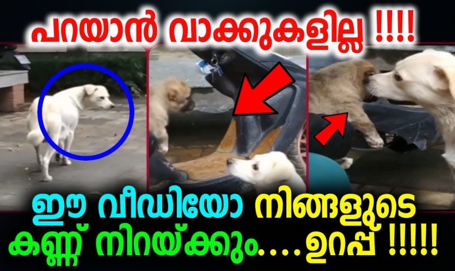 നിങ്ങളുടെ കണ്ണ് നിറയ്ക്കും ഈ വീഡിയോ ഉറപ്പ് !!!!