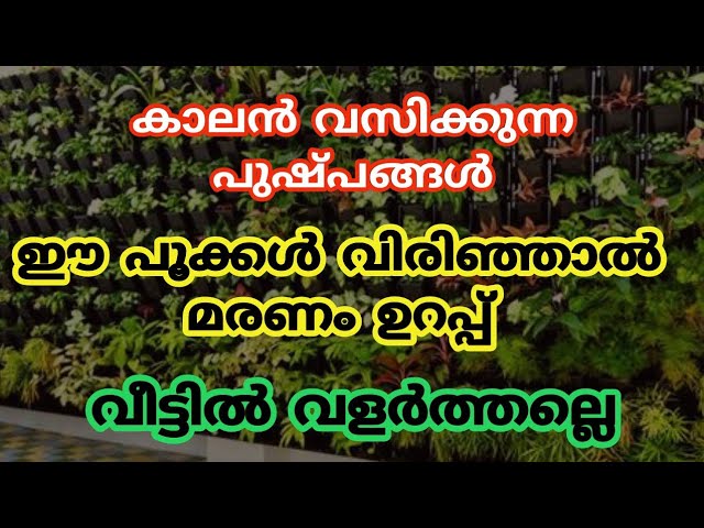 വീട്ടിൽ കാലൻ വസിക്കുന്ന ചെടികൾ ഒരിക്കലും നട്ടു വളർത്തല്ലെ, മരണ ദുഃഖം ഫലം