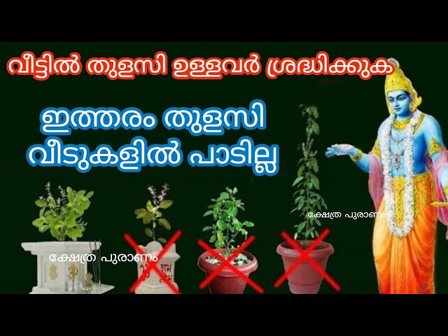 വീട്ടിൽ പാടില്ല ഇത്തരം തുളസി ഒരു കാരണവശാലും വലിയ ദോഷം…