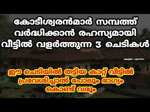 വീട്ടിൽ രഹസ്യമായി വളർത്തുന്ന 3 ചെടികൾ, കോടീശ്വരൻമാർ സമ്പത്ത് വർദ്ധിക്കാൻ!!!