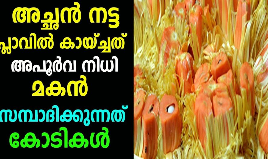 അപൂർവ നിധി അച്ഛൻ നട്ട പ്ലാവിൽ, കായ്ച്ചത് കോടികൾ