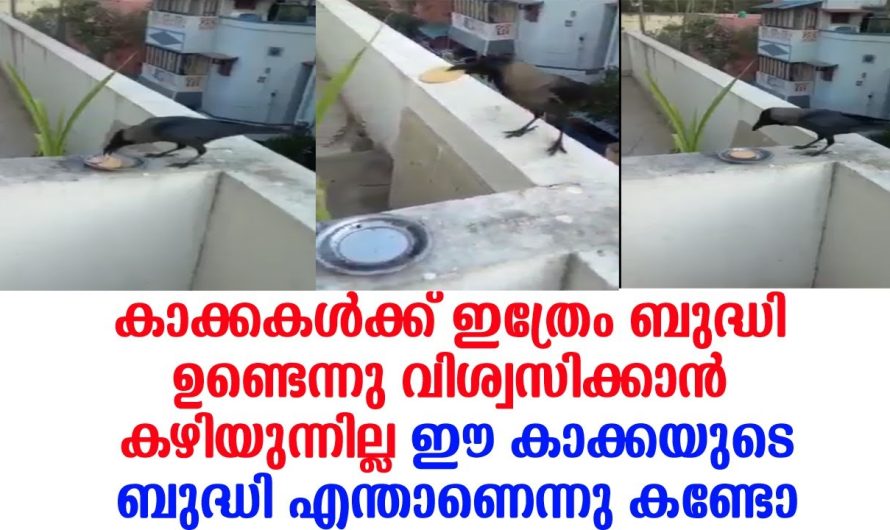 വിശ്വസിക്കാൻ കഴിയുന്നില്ല, കാക്കകൾക്ക് ഇത്രേം ബുദ്ധി ഉണ്ടെന്നു, എന്താണെന്നു കണ്ടോ ഈ ബുദ്ധി