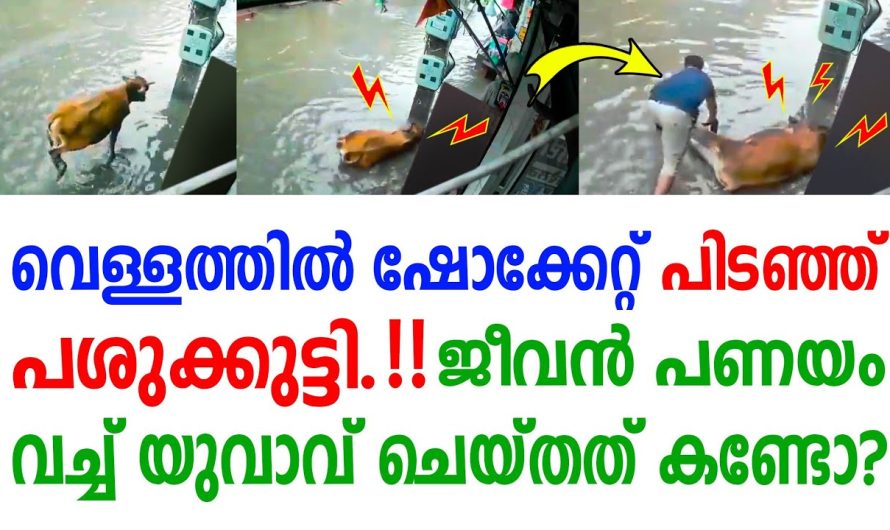 ജീവൻ പണയം വെച്ച് യുവാവ് വെള്ളത്തിൽ ഷോക്കേറ്റ് പിടഞ്ഞ പശുക്കുട്ടിയോട്  ചെയ്തത് കണ്ടോ?