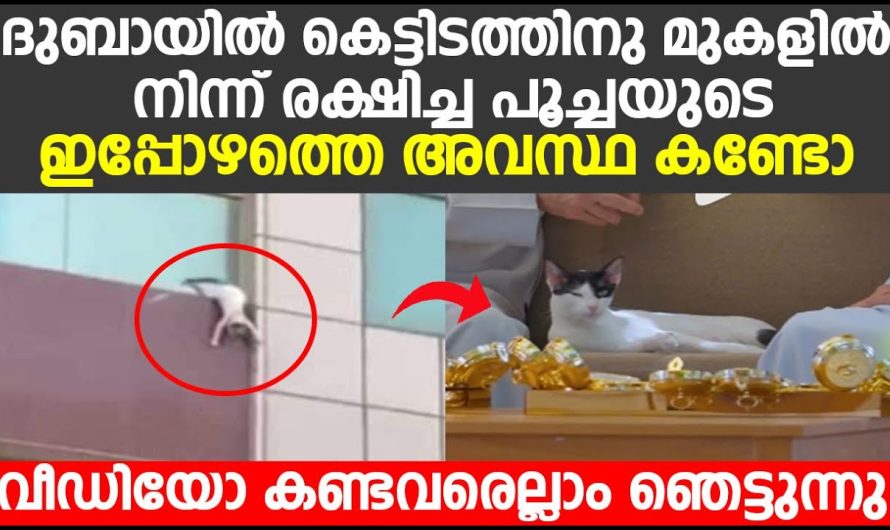 ഇപ്പോഴത്തെ അവസ്ഥ കണ്ടോ? ദുബായിൽ കെട്ടിടത്തിനു മുകളിൽ നിന്ന് രക്ഷിച്ച പൂച്ചയുടെ