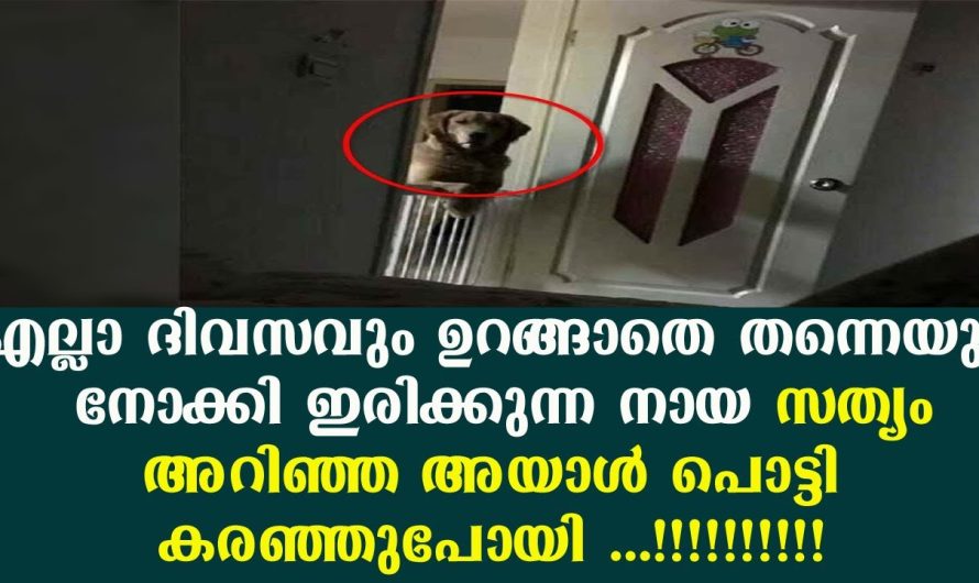 തന്നെയും നോക്കി എല്ലാ ദിവസവും ഉറങ്ങാതെ ഇരിക്കുന്ന നായ, അയാൾ പൊട്ടി കരഞ്ഞുപോയി സത്യം അറിഞ്ഞപ്പോൾ
