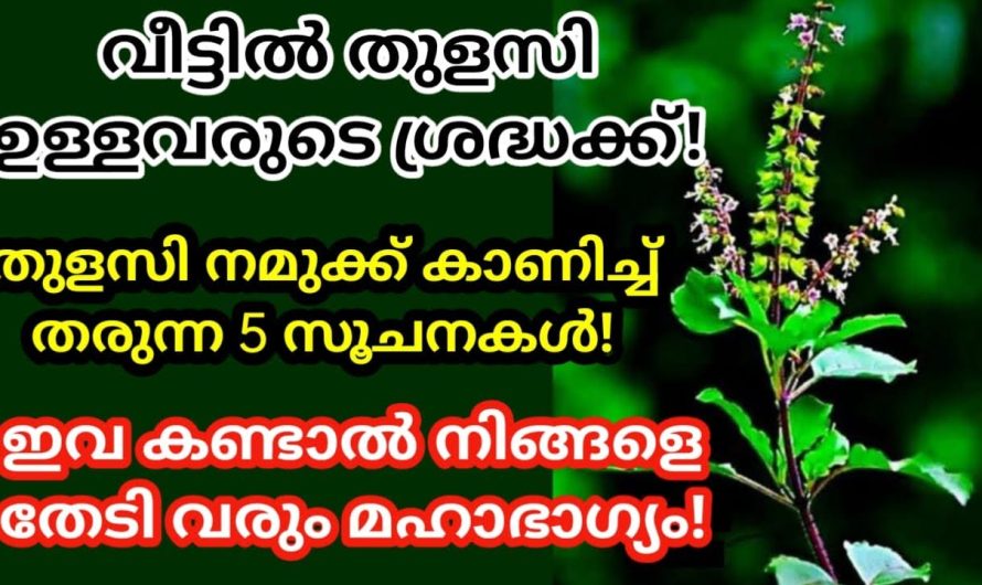 വീട്ടിൽ തുളസി ഉള്ളവരുടെ ശ്രദ്ധയ്ക്ക്, നമുക്ക് തുളസി കാണിച്ച് തരുന്ന 5 സൂചനകൾ, ഇവയിൽ ഒന്ന് കണ്ടാൽ മഹാഭാഗ്യം!