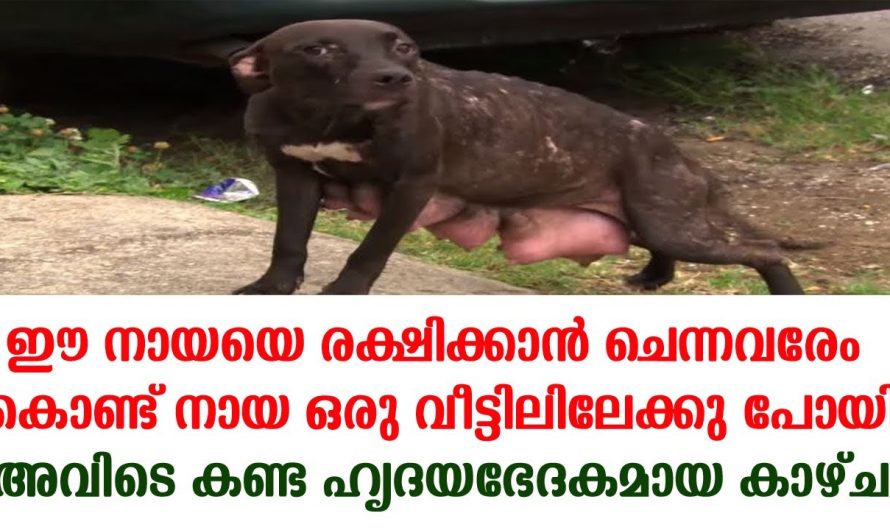 ഒരു വീട്ടിലിലേക്കു ഈ നായയെ രക്ഷിക്കാൻ ചെന്നവരേം കൊണ്ട് പോയി അവിടെ കണ്ട ഹൃദയഭേദകമായ കാഴ്ച