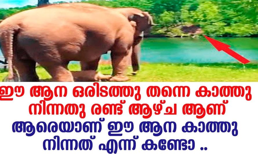 ഈ ആന ഒരിടത്തുനിന്ന് മാറാതെ തന്നെ രണ്ടാഴ്ച കാത്തുനിന്ന് ആരെയാണ് എന്നറിഞ്ഞാൽ നിങ്ങൾ ഞെട്ടും
