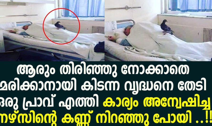 നമ്മളെ സ്നേഹിക്കുന്ന ഒരാളെങ്കിലും കാണും ആയിരം പേര് നമ്മെ ആയിരം പേരും നമ്മെ തള്ളിപ്പറഞ്ഞാലും