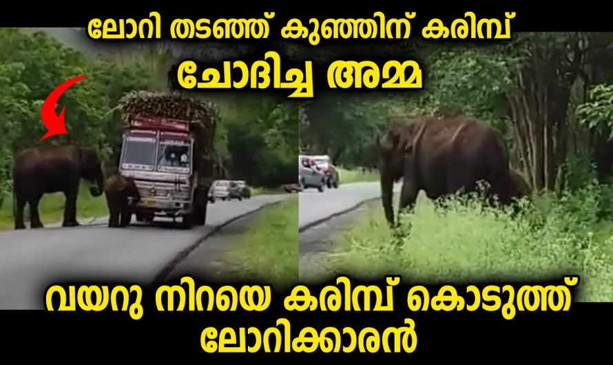വാഹനം തടഞ്ഞു ഭക്ഷണം ചോദിച്ച കാഴ്ച… ഇതാണ് അമ്മ…