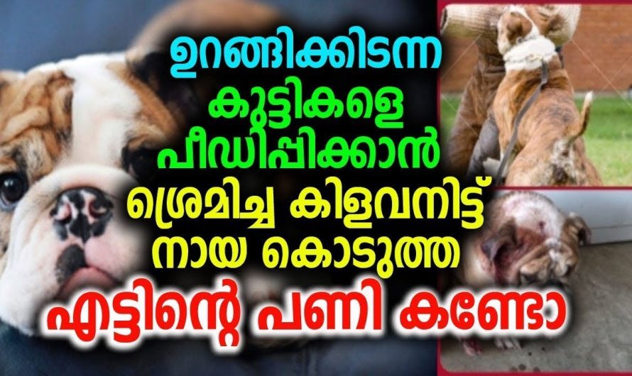 നായ കുട്ടികളെ പീഡിപ്പിക്കാൻ ശ്രമിച്ചവനെ കൊടുത്ത എട്ടിന്റെ പണി കണ്ടോ !!!!!