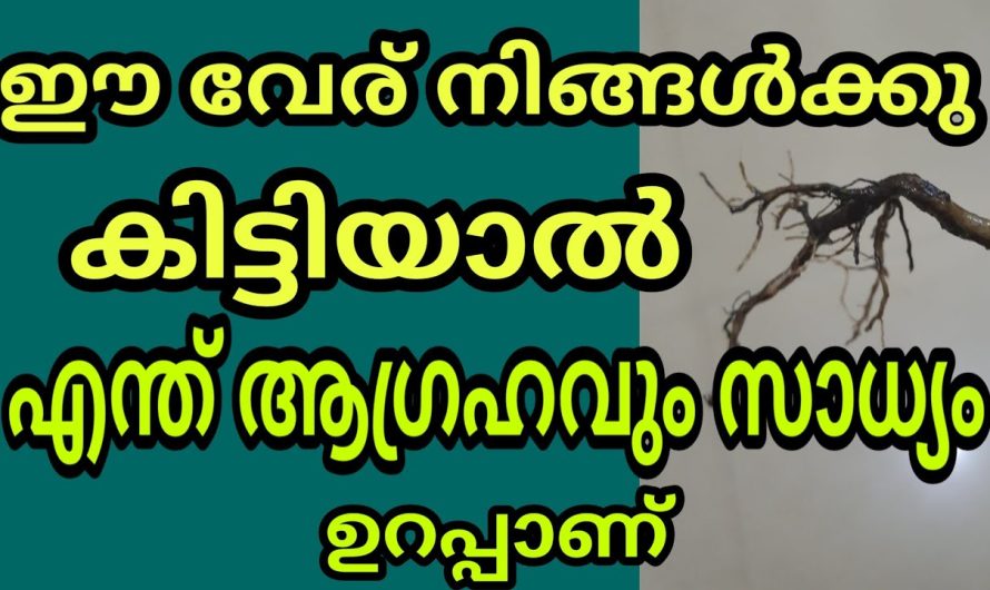 ഏത് ആഗ്രഹവും സാധിക്കും ഈ വേര് കൈയ്യിൽ കരുതിയാൽ ഫലം 100 % ഉറപ്പ്