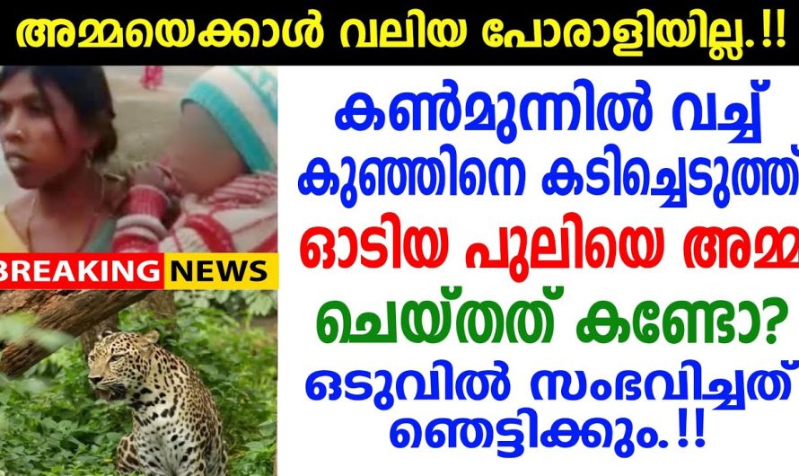 പുലി കുഞ്ഞിനെ കടിച്ചു കൊണ്ടുപോയി എന്ന് കണ്ട അമ്മ ചെയ്തത് കണ്ടോ! ഞെട്ടിക്കും