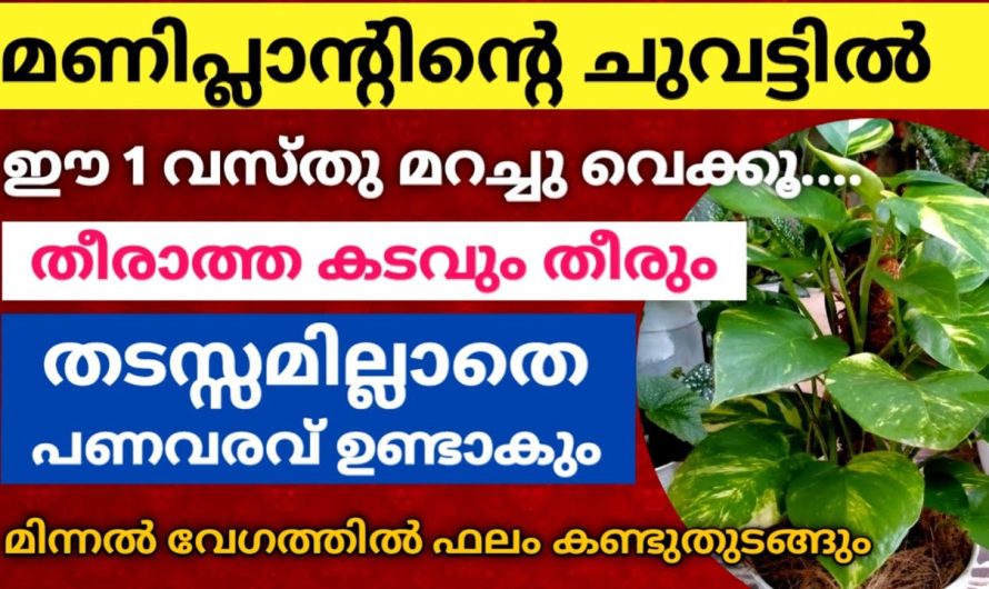 തീരാത്ത കടവും തീരും, ഈ 1 വസ്തു മറച്ചു വെക്കൂ മണിപ്ലാന്റിന്റെ ചുവട്ടിൽ
